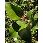 Rhus integrifolia - Lemonade Berry (Seed)