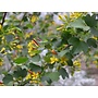 Ribes aureum var. gracillimum - Golden Currant (Seed)