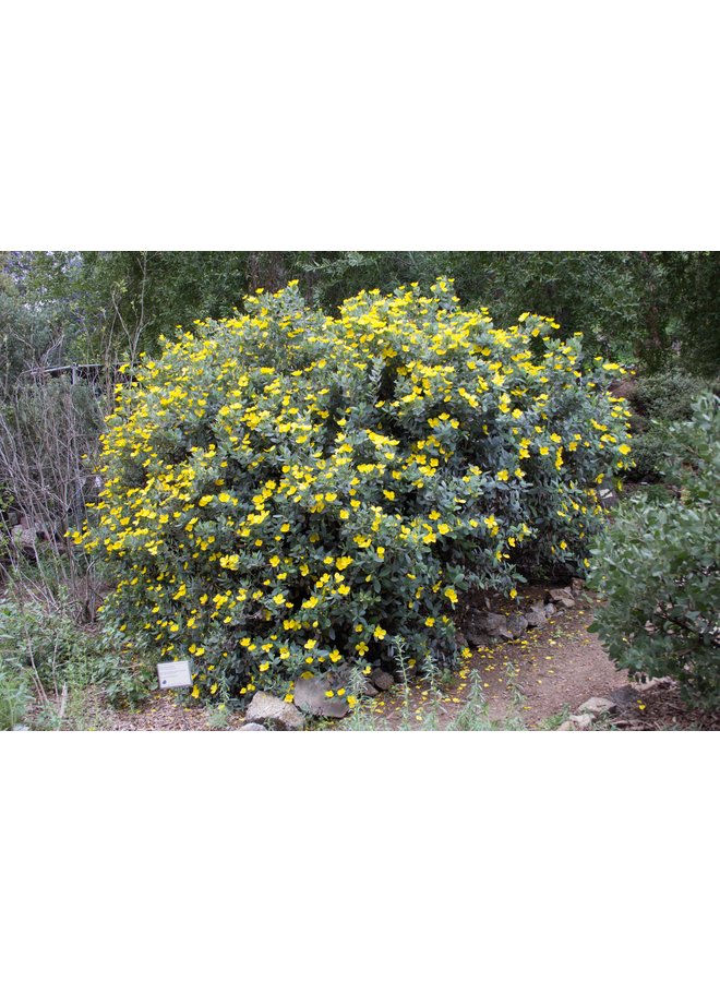 Bothriochloa barbinodis - Cane Bluestem (Plant)
