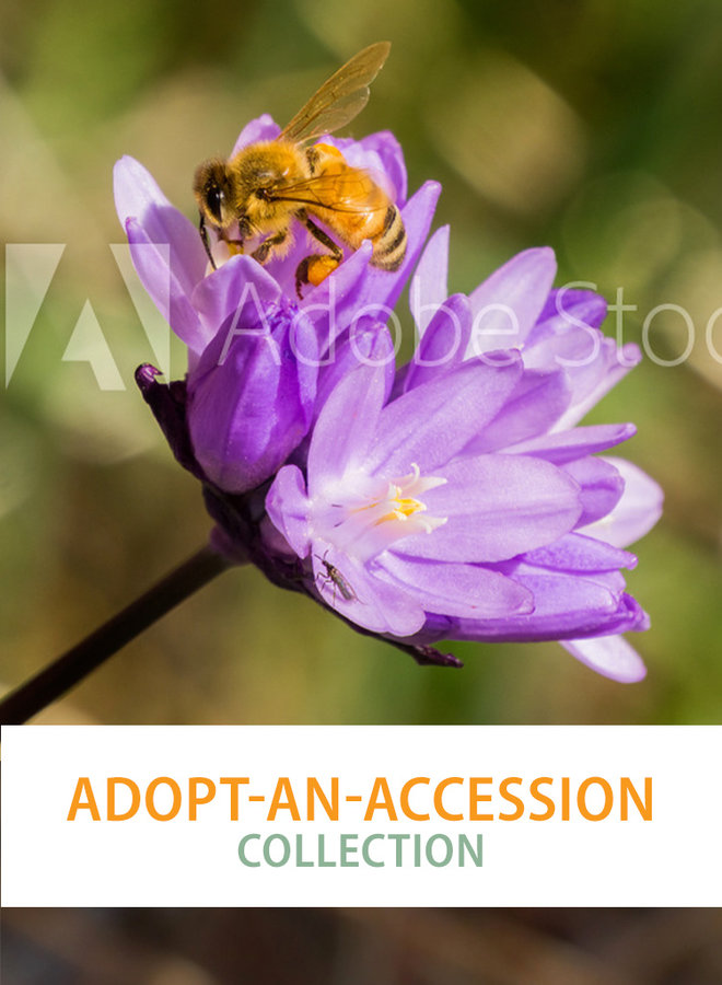 Adopt-an-Accession "Collection"