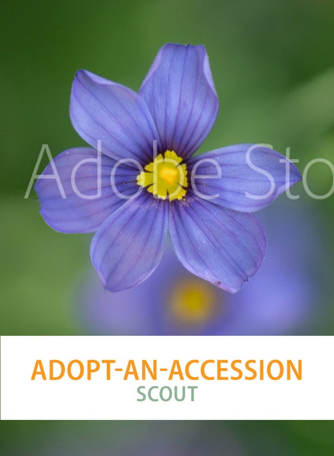 Adopt-an-Accession "Scout"