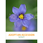 Adopt-an-Accession "Scout"