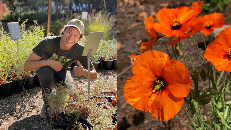 Bring home the beauty of California native plants
