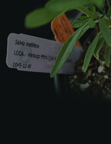 Cultivate California!