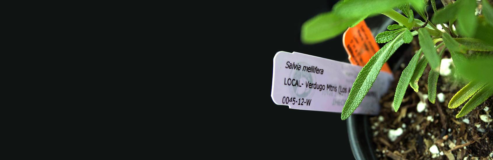 Cultivate California!