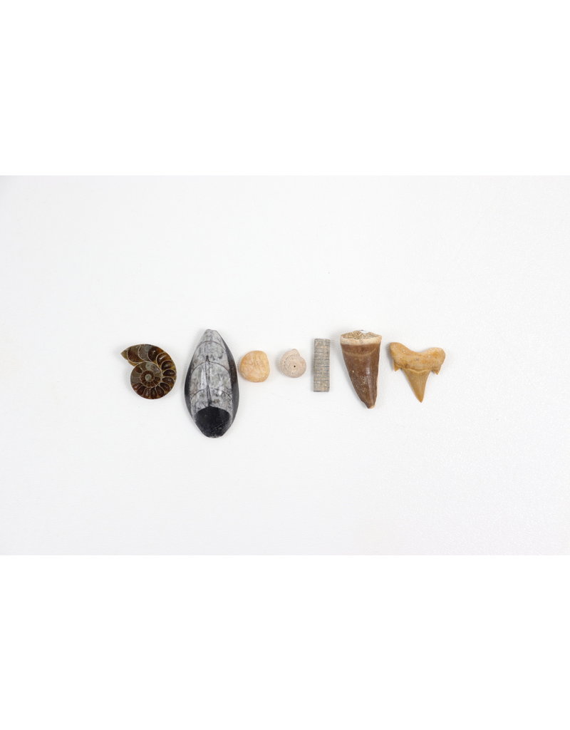 Kids' Fossil Collection Kit