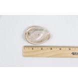 Natural Red Abalone Shell 3"