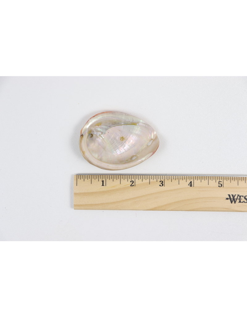 Natural Red Abalone Shell 3"