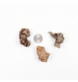 Coprolite