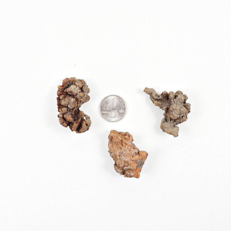 Coprolite