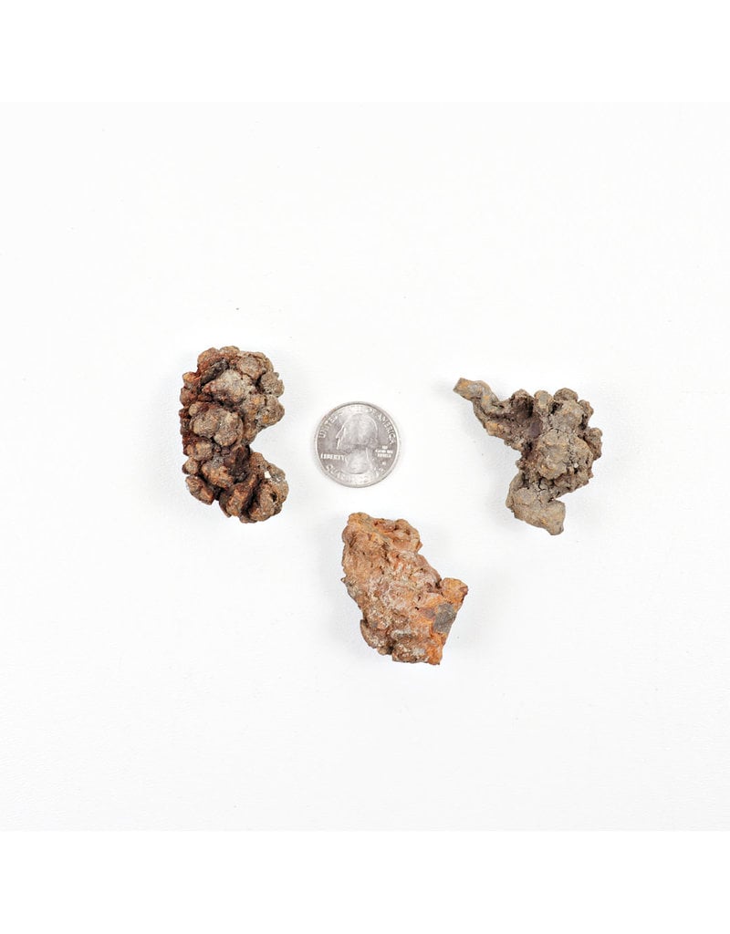 Coprolite