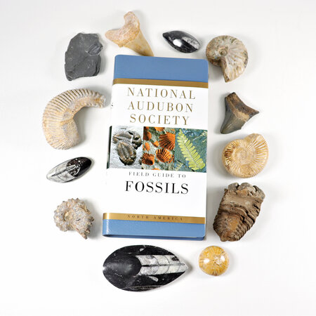 Fossils
