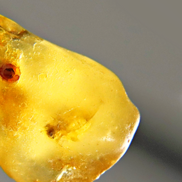 Copal with Insects- Small