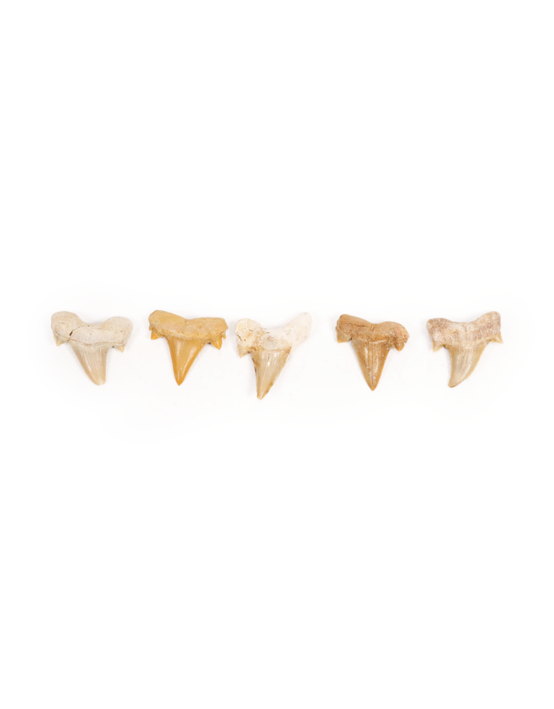 Shark Tooth 2"