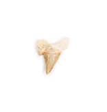 Shark Tooth 2"
