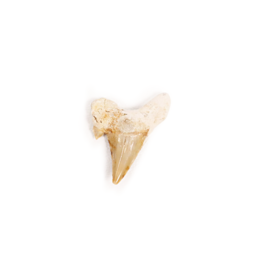 Shark Tooth 2"