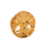 Sand Dollar 4"