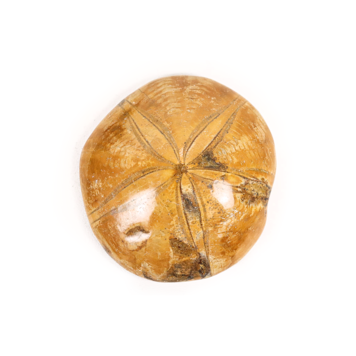 Sand Dollar 4"