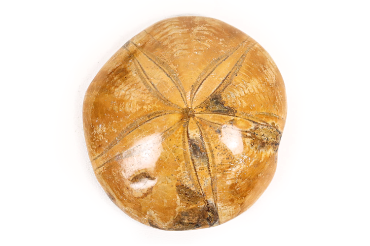 Sand Dollar 4"