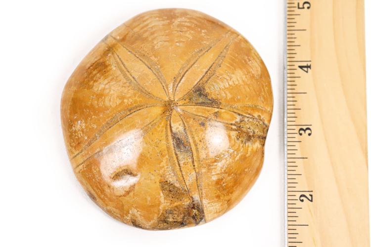 Sand Dollar 4"