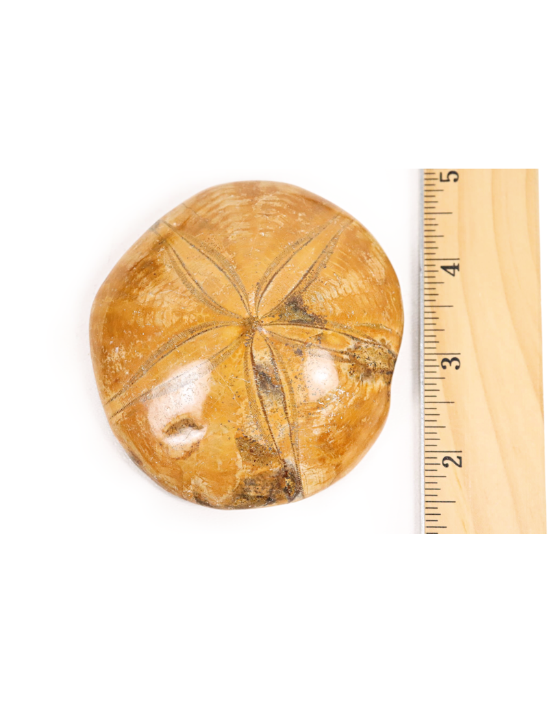 Sand Dollar Large Mama's Minerals