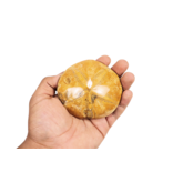 Sand Dollar 4"