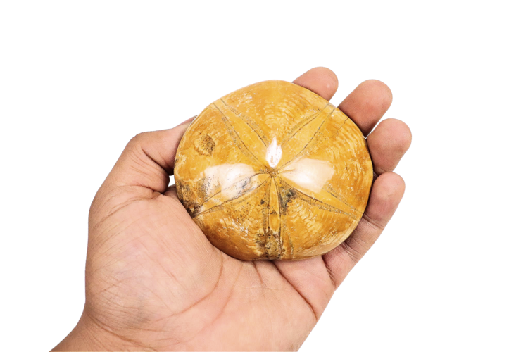 Sand Dollar 4"
