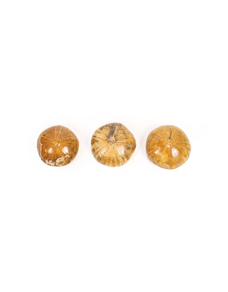 Sand Dollar 1" Mama's Minerals