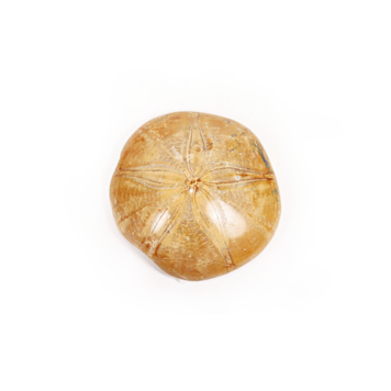 Sand Dollar 3"