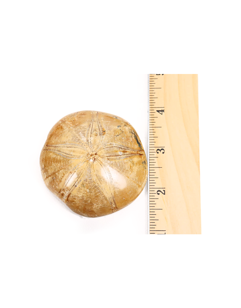 Sand Dollar Medium Mama's Minerals