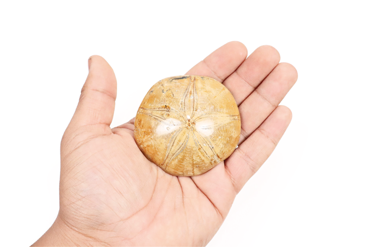 Sand Dollar 3"