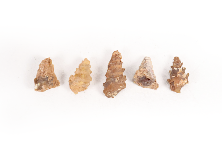 Agatized Gastropod Fossil