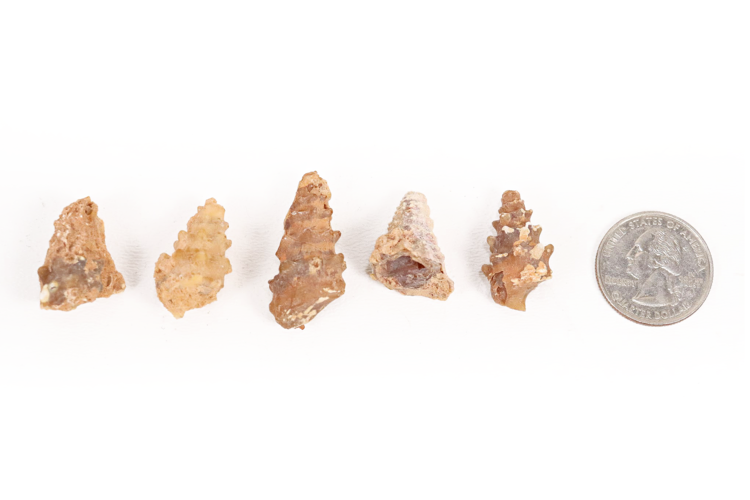 Agatized Gastropod Fossil