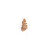 Agatized Gastropod Fossil