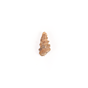 Agatized Gastropod Fossil