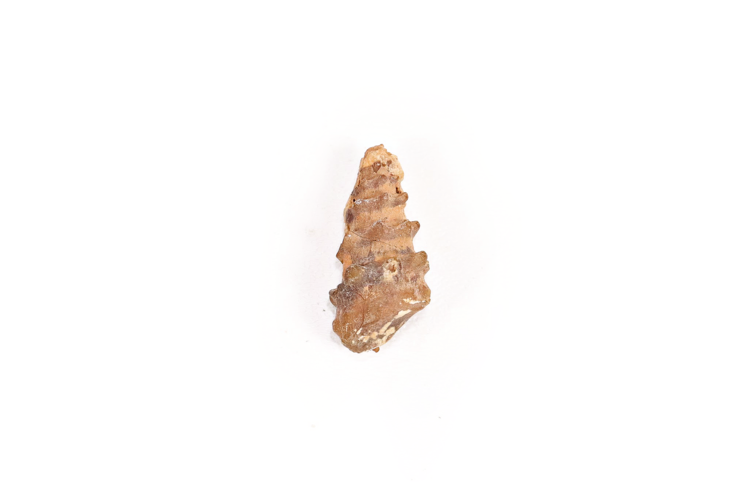 Agatized Gastropod Fossil