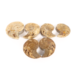 Ammonite Pair 2"