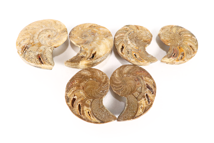 Cymatoceras Nautilus Pair 2"