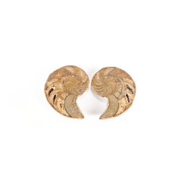 Cymatoceras Nautilus Pair 2"