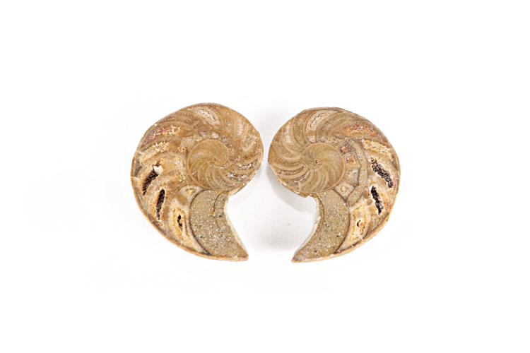 Cymatoceras Nautilus Pair 2"