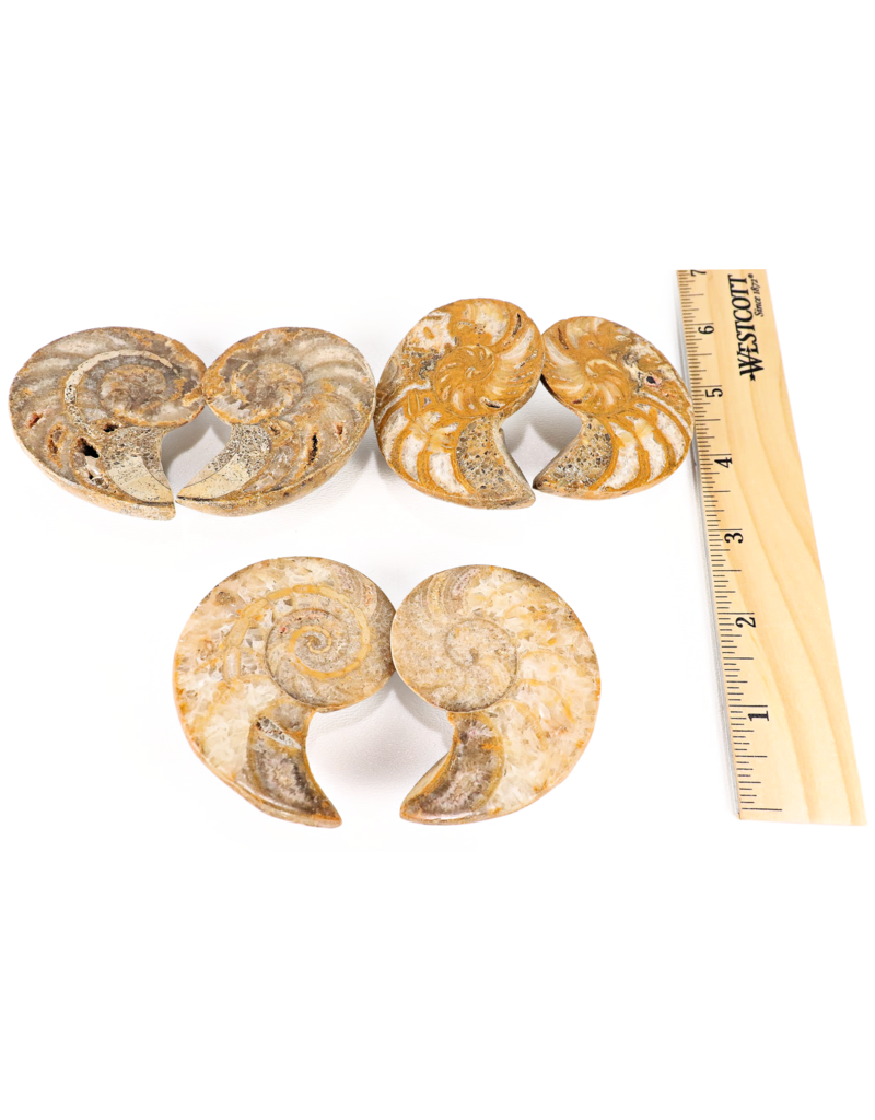 Cymatoceras Nautilus Pair 3"