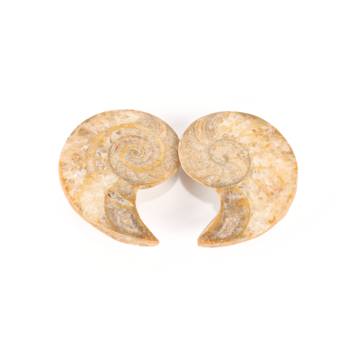 Cymatoceras Nautilus Pair 3"