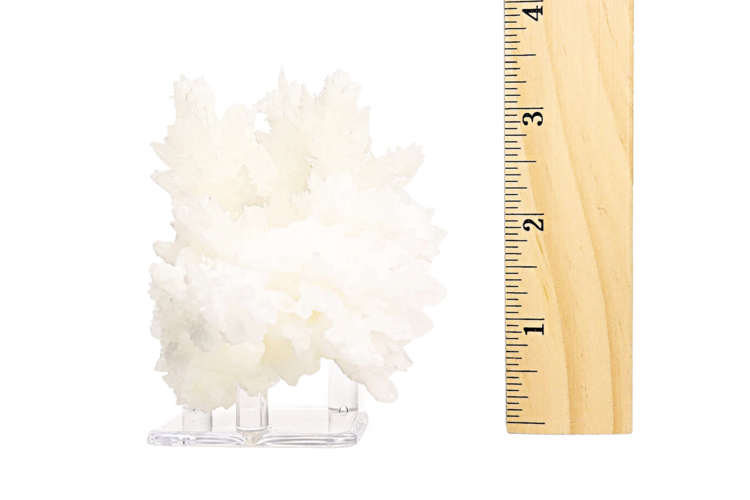 Mexican Aragonite 3"