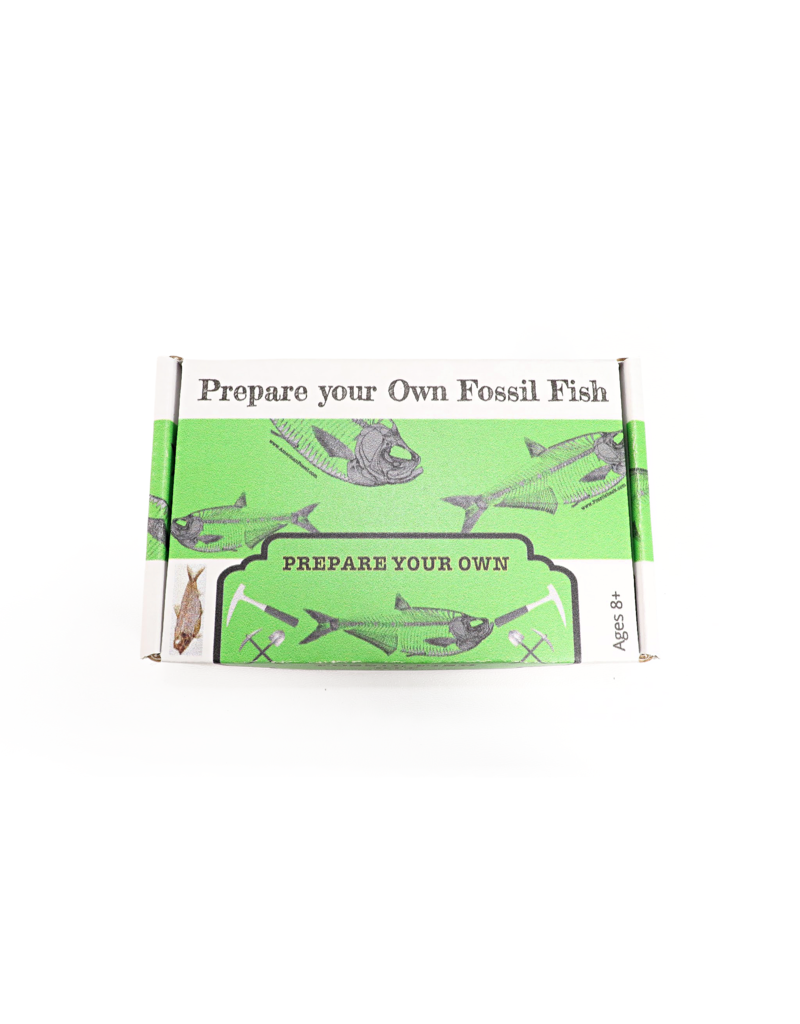 Prepare Your Own Fossil Fish Kit (B Grade) (#616) For Sale