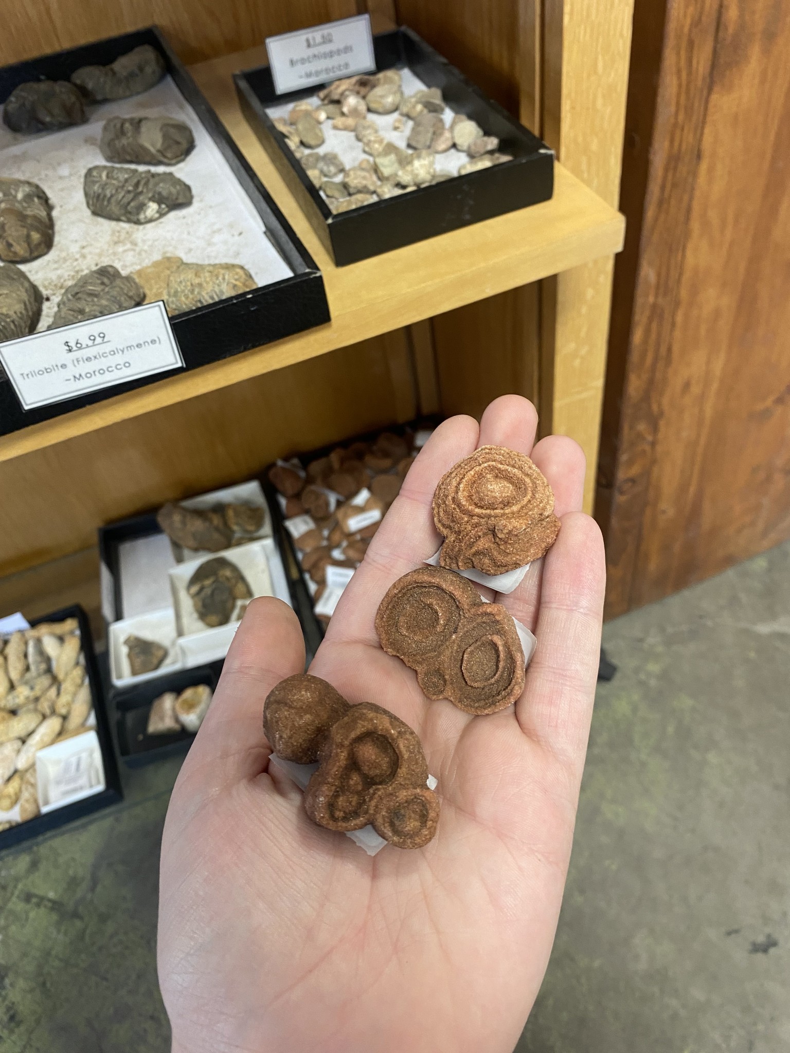 Three Rounded stromatolite fossils on a hand, the fossils kind of look like groups of tan outie belly buttons. 