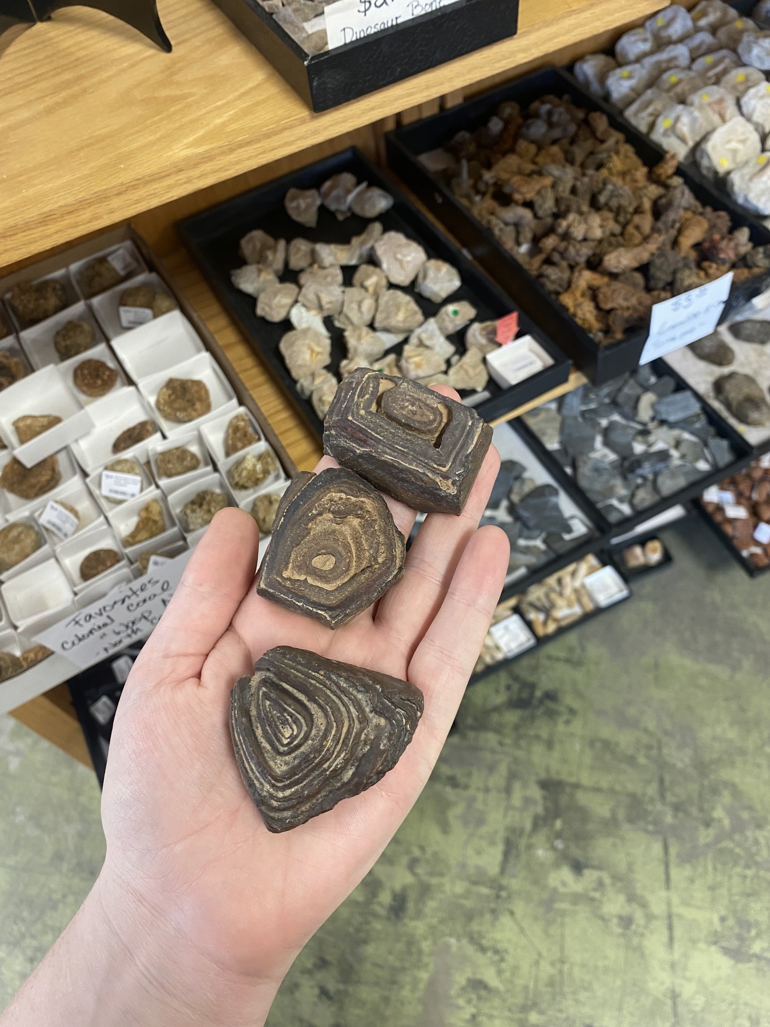 three rectangular stromatolites lined up on a hand, they are brown rock with kind of spiral-shaped grooves