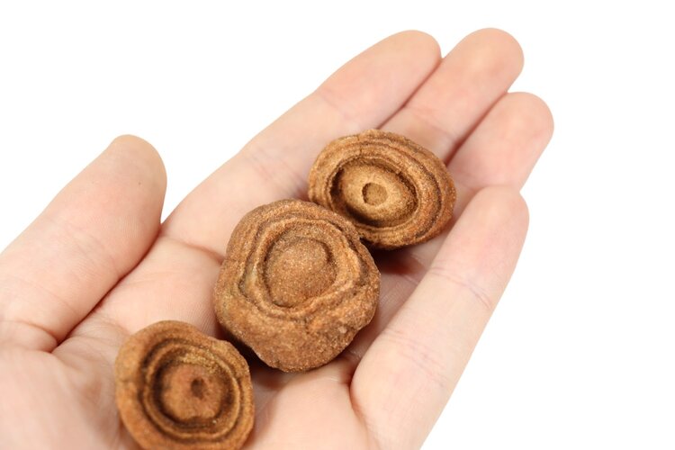 Stromatolite Colony 1-2"