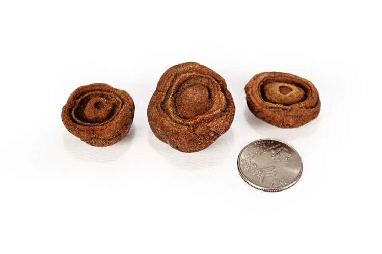 Stromatolite Colony 1-2"