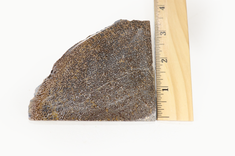 Dinosaur Bone Slice Morocco 5-10cm