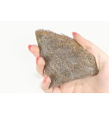 Dinosaur Bone Slice Morocco 5-10cm